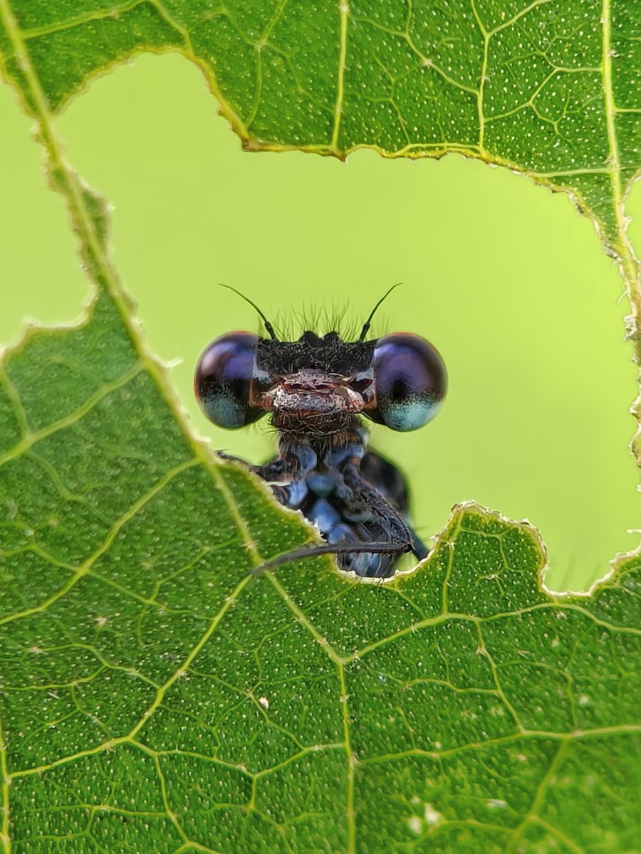 sethy_sritam's tweet photo. Peeking through nature's window 👀🍀🦗

Little Marsh Dancer damselfly peeking out from a leaf hole with its vibrant green eyes reflecting to the world beyond. 
 
#BBCWildlifePOTD #wildlifephotography #NaturePhotography #IndiAves #macrophotography #NatureBeauty 
#damselfy #nature https://t.co/Lc0uSy9YvA