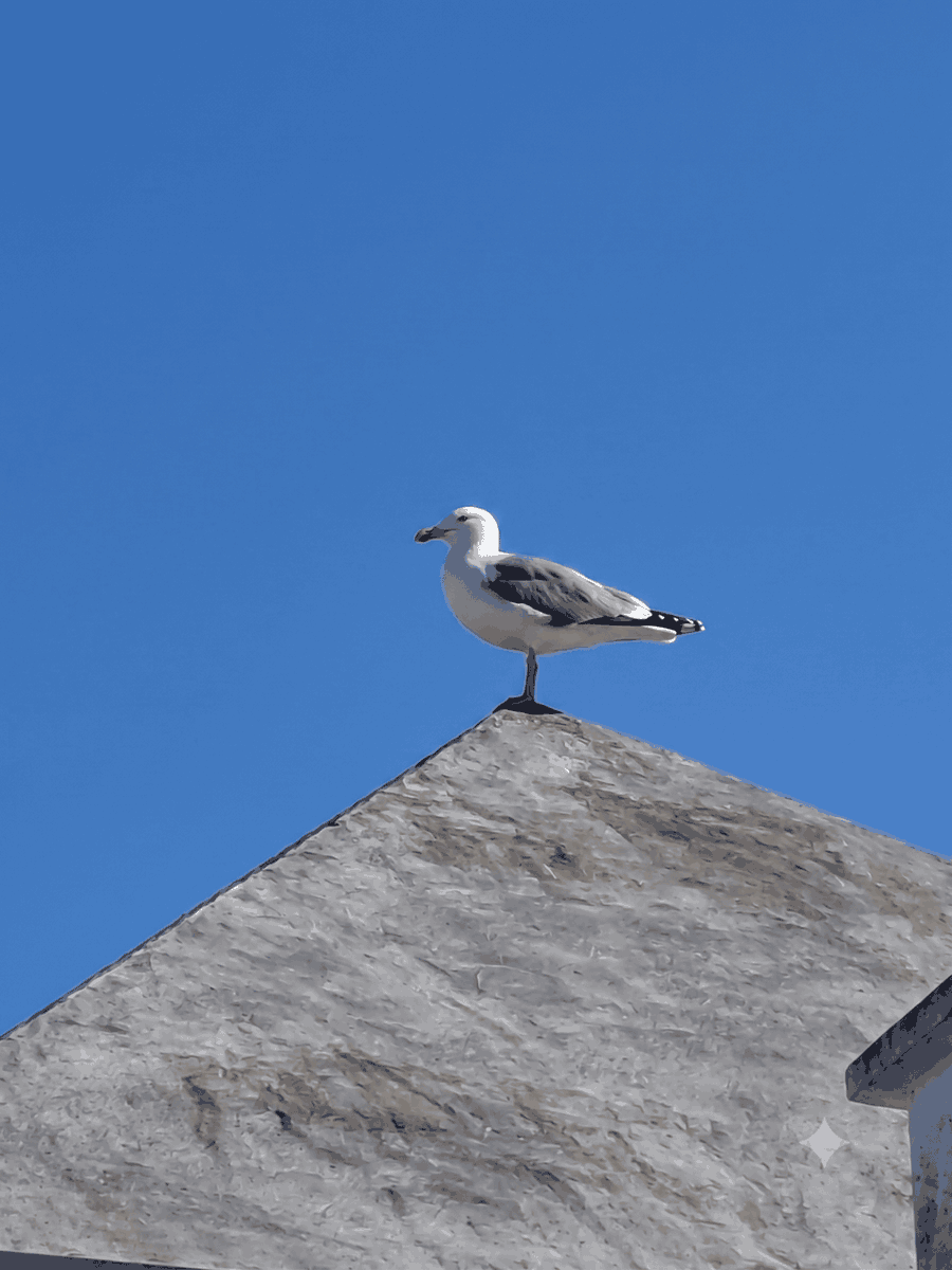 NomadeDiscovery's tweet photo. Rupert the seagull stole the stray cats' dinner.

Marie called him impossible.

Olivia called him a thief.

BoBo asked,

"Do you think he was hungry?"

Sometimes curiosity changes the story before judgment ever can. 🕊️🐾 Read more: https://t.co/2FjXVY4FyB 

#ThroughBoBosEyes https://t.co/jklOYhlZGO