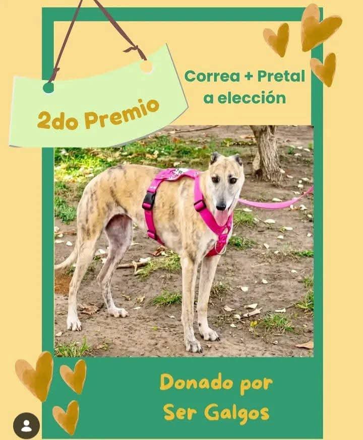 DeGatitos_'s tweet photo. Arrancamos a mostrar los hermosos premios que tiene este gran sorteo solidario
SEGUNDO PREMIO: correa y pretal a elección donado por @sergalgo 
Compas un Numerito y ayudamos a María Luisa a rearmar todo lo que el fuego se llevó.
Cada participación cuesta $ 10 mil⬇️ https://t.co/yPIPhaQ1Vz