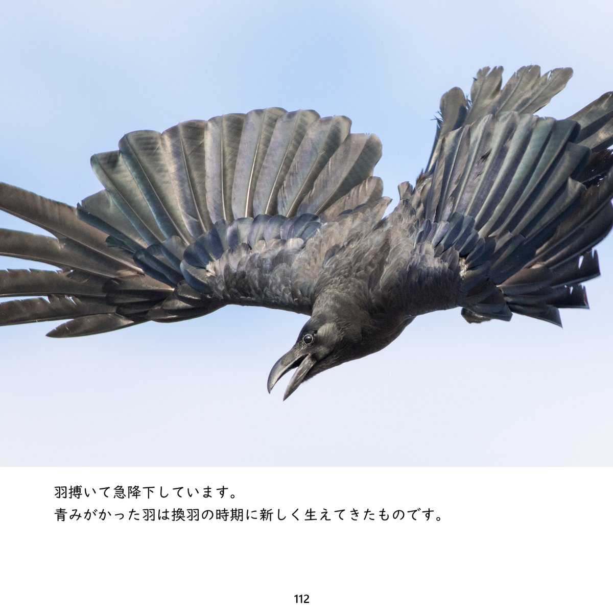 KE_mi's tweet photo. 改めまして写真と短文でつづるカラスの写真集を準備中です。
ハシブトガラスとハシボソガラスを同数収録。

Amazon Kindleで8月1日に発売予定です。 https://t.co/HeePHaxTbj