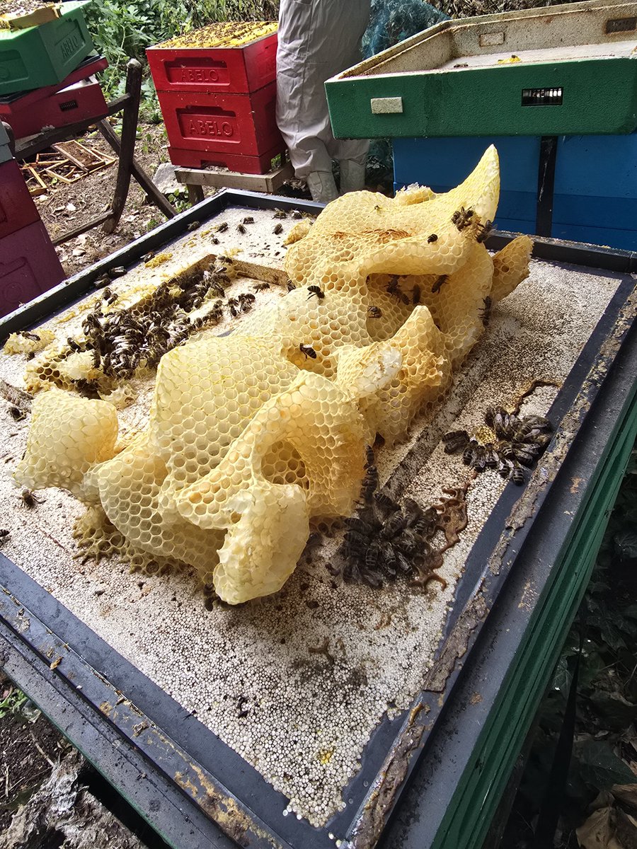 RobGuyers's tweet photo. Erm, no bees, you're doing that wrong. https://t.co/G9HpfMTSoj