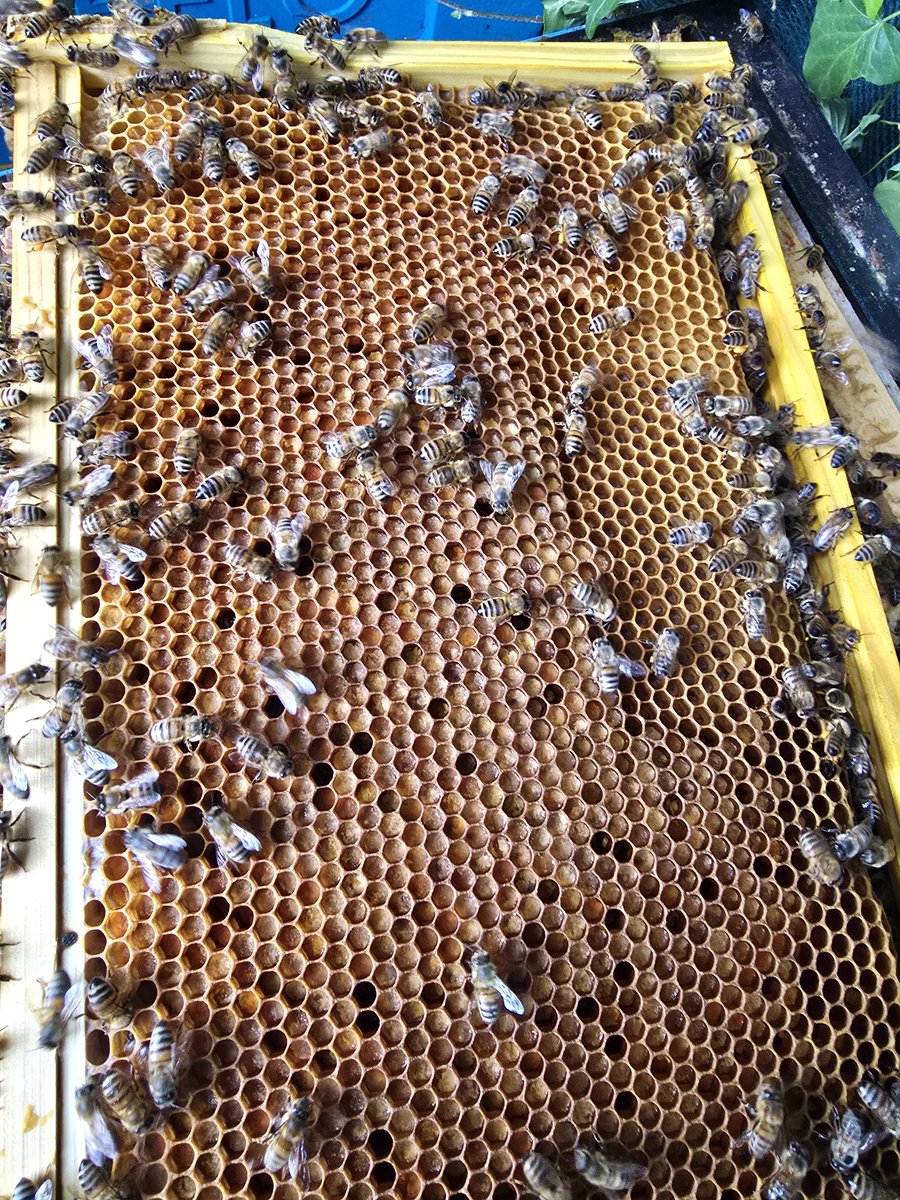 RobGuyers's tweet photo. Erm, no bees, you're doing that wrong. https://t.co/G9HpfMTSoj