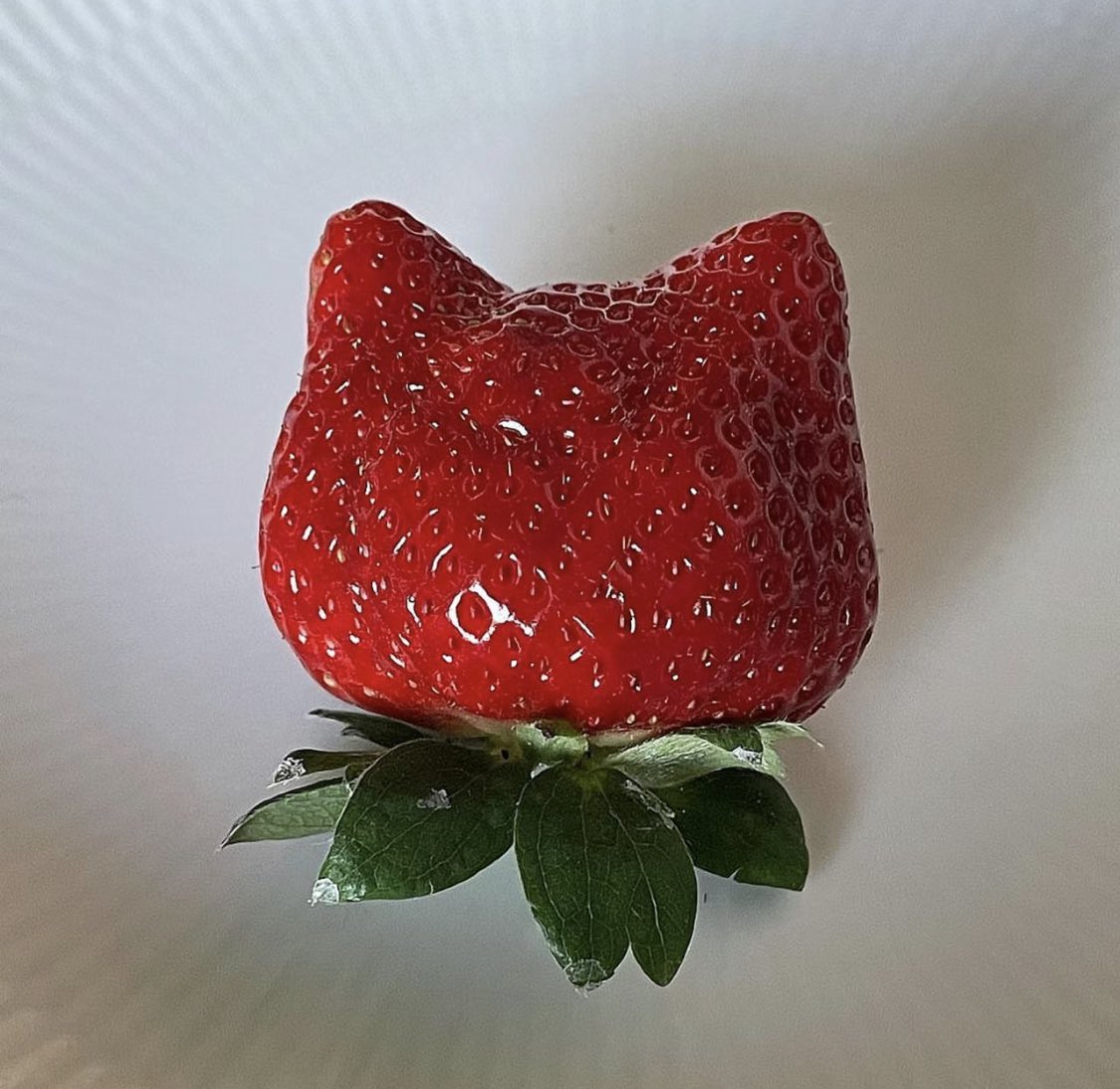 ElyfaeFeelings_'s tweet photo. kitty shaped strawberry https://t.co/c06ANfngYm