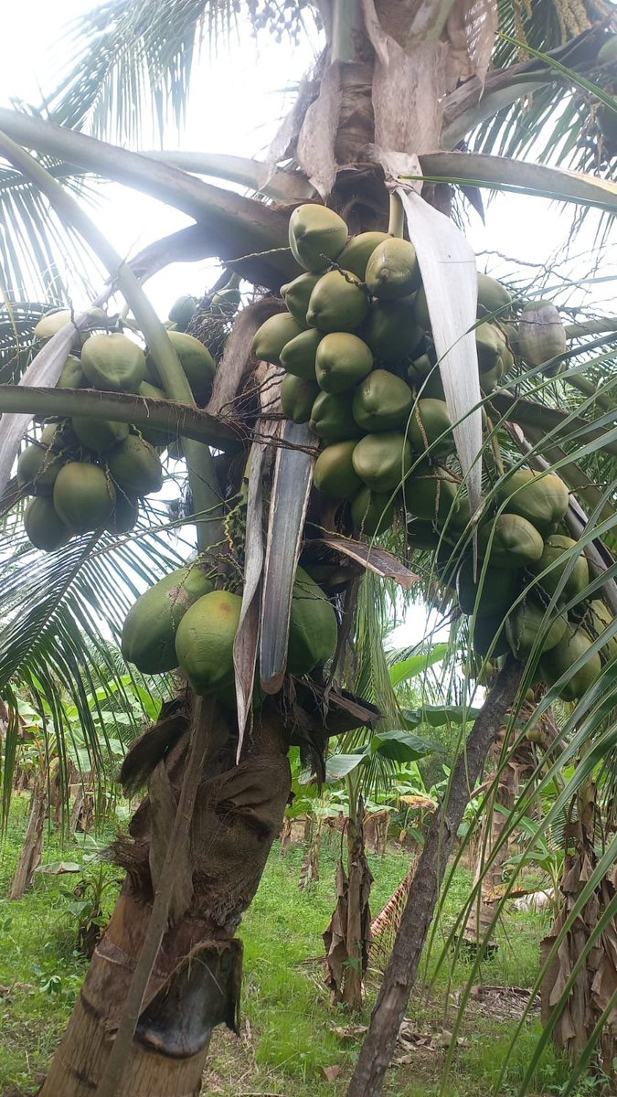 carcogollo's tweet photo. #surdecordobaproductivo  #cordobatambienescoco  #cordobaproductivo @GobCordoba_ @ccmonteria https://t.co/bbCtN0r1ud