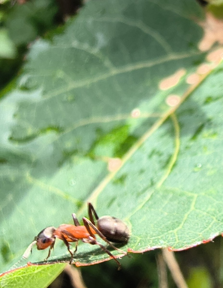 HansClaesson's tweet photo. Who tf pissed on my leaf‽ https://t.co/QmU103Tte1