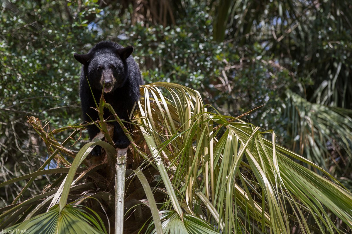 JenniferLuzio's tweet photo. Wild Animal Saturday!
here's a bear defeating a palm tree