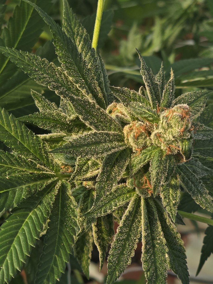 cosmic_cowgorl's tweet photo. Our Greenhouses are banging 👌🏻 🔥 https://t.co/6BYJUGSPcd