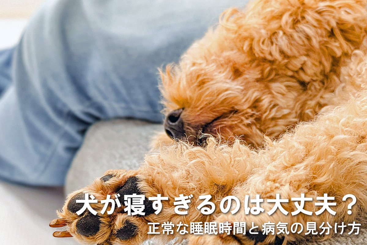 E1vTk's tweet photo. 実は犬は年齢や季節によって睡眠時間が大きく変わります。一方で、病気が原因で寝ている場合もあるため注意が必要です。

正常な睡眠時間の目安や寝すぎる原因、受診のタイミング、寝相から分かる健康状態まで分かりやすく解説しています。

https://t.co/n9fb3ifyHR https://t.co/pj4ClNhHjP
