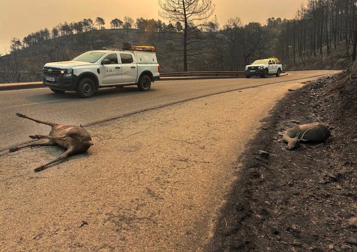 InfuesAvila's tweet photo. Imagenes sensibles, pero necesarias para comprender la magnitud de los incendios.
#IFBurgohondo Avila

+20.000 Ha afectadas, que son el hogar de multitud de animales, en donde no han podido llegar a ponerse a salvo.

Una barbarie... https://t.co/0wdq38EgDZ