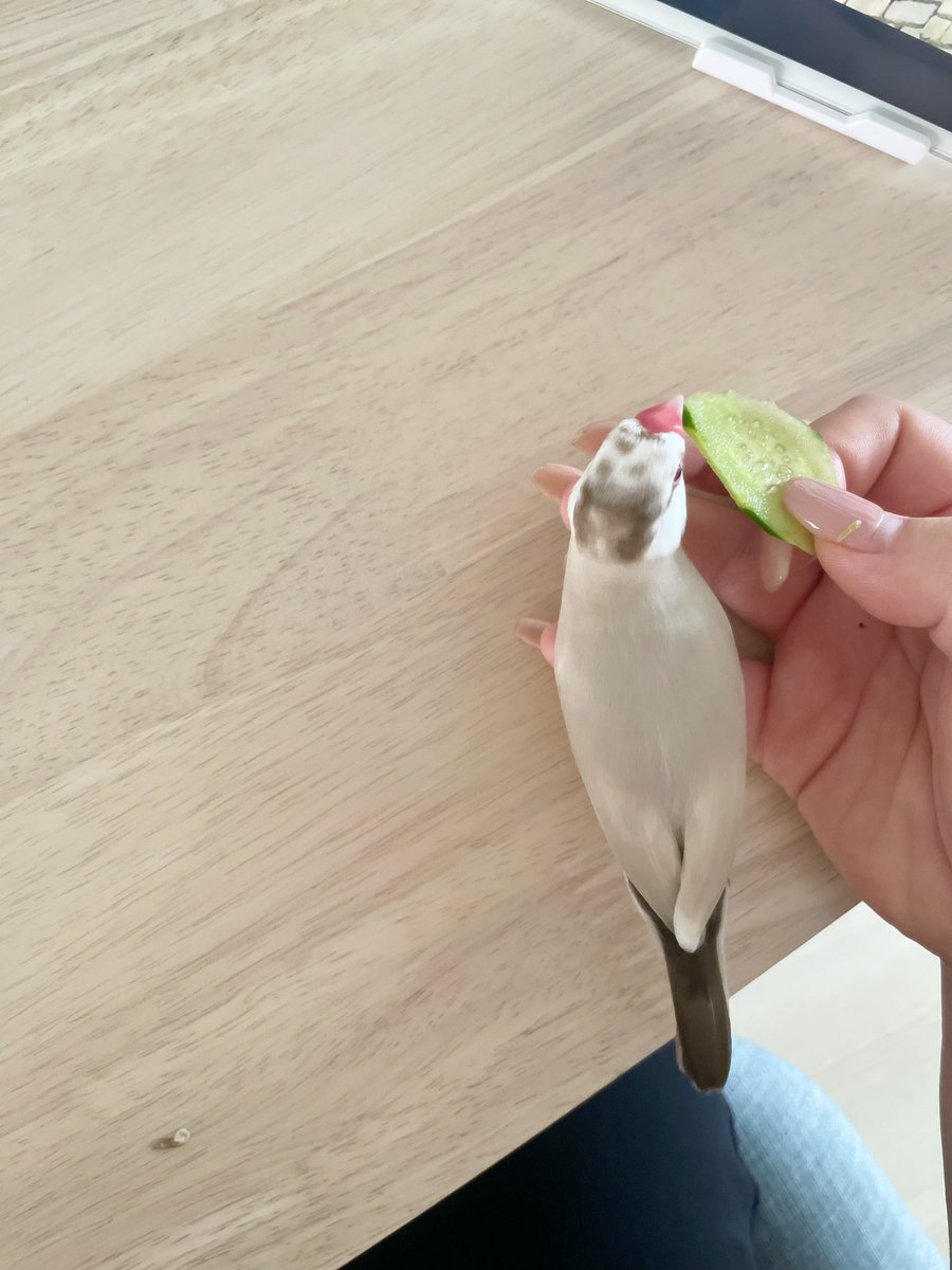8201_m's tweet photo. お食べやす🥒🐥 https://t.co/DXSozbionF
