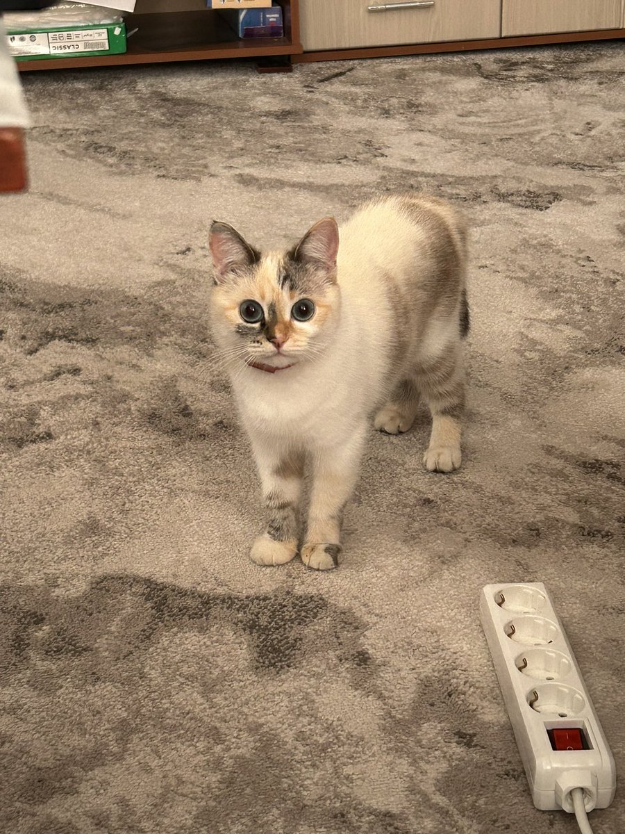 Kaaatiko's tweet photo. на выходных ездили к свекрам в деревню. меня очаровала их новая воспитанница https://t.co/n1UrtRti75