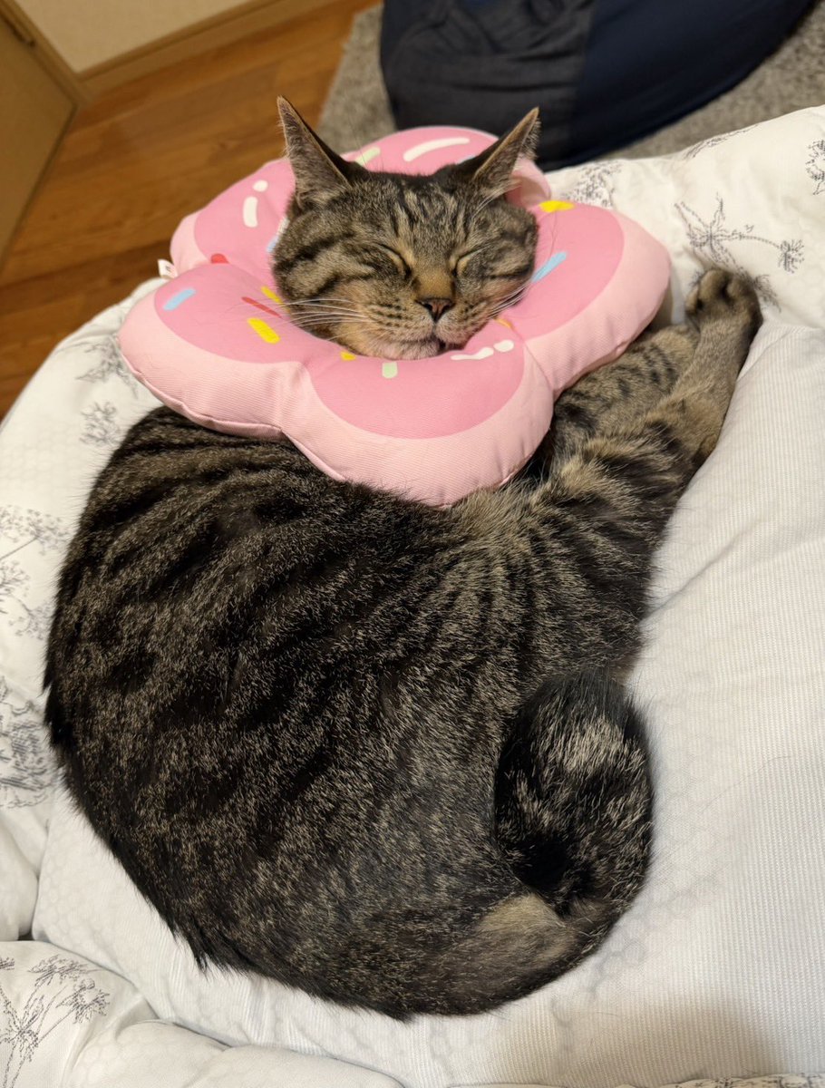 bobob0821's tweet photo. おねんねちてる https://t.co/TsinAgfmQD