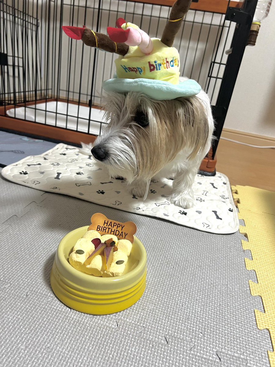 noeru14231's tweet photo. 今日、誕生日だったはなちゃん🐶 https://t.co/zyu7bQBdSA