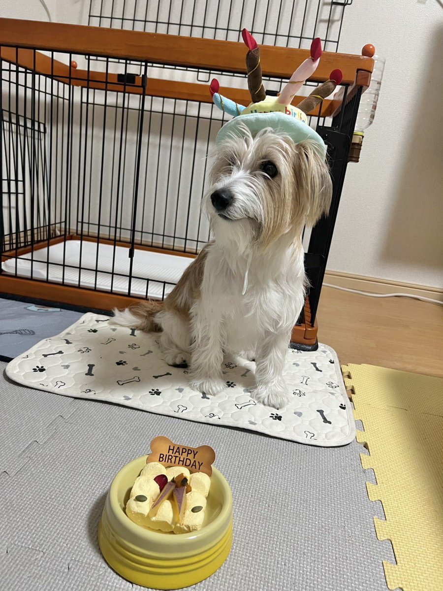 noeru14231's tweet photo. 今日、誕生日だったはなちゃん🐶 https://t.co/zyu7bQBdSA