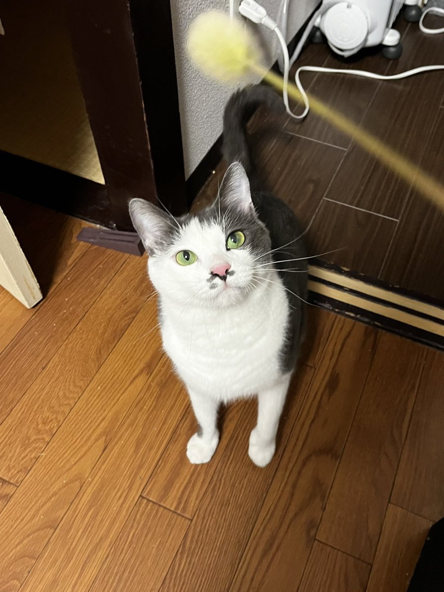 8neko88's tweet photo. 空き地に生えてたねこじゃらし https://t.co/x49lBrpHnb