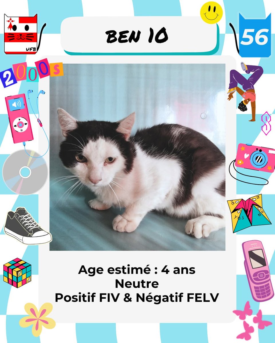 justineducern's tweet photo. En fourrière dans le département 56
Je suis à ADOPTER pour me sauver
mais avant le 31 Juillet 2026 
Pour tous renseignements vous pouvez contacter 
Urgences fourrières de Bretagne par ce lien bleu, 
et leur faire un message, 
une bénévole vous répondra: https://t.co/slH9bNcPgQ https://t.co/Bgg4DzPJO6