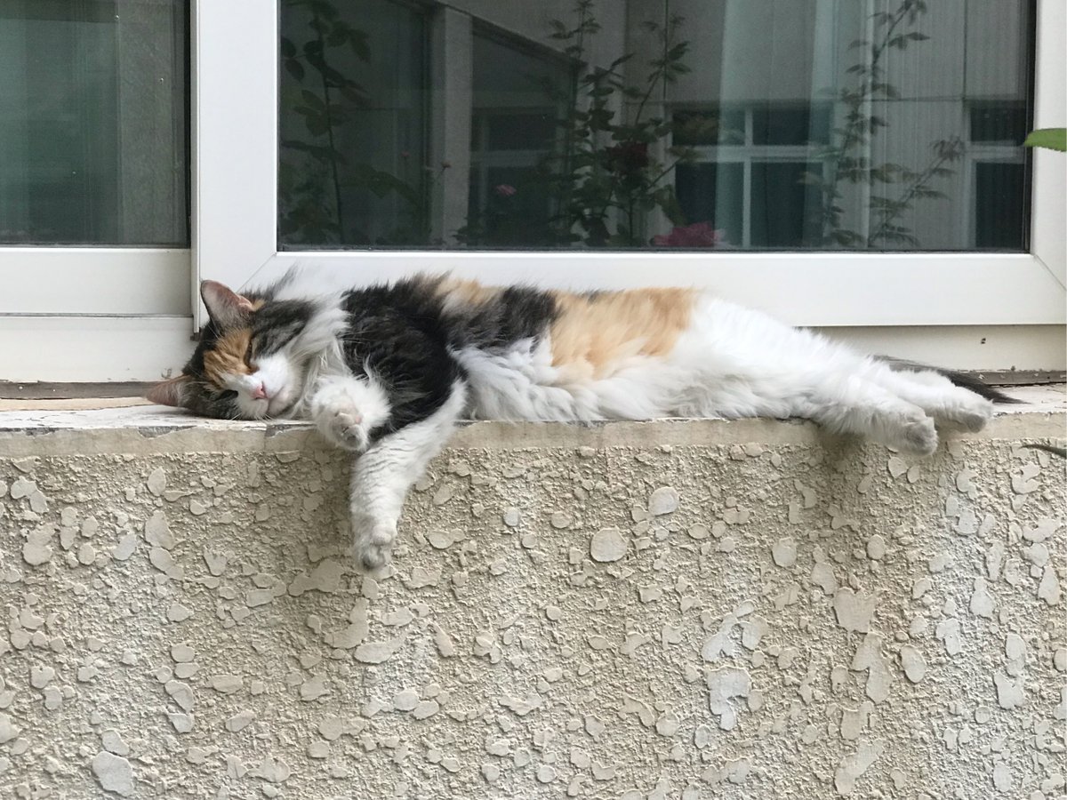 GalinaLabzina's tweet photo. Nothing beats the cozy vibe when your fur bestie curls up with you on a lazy Sunday https://t.co/hAYzUoBvSI