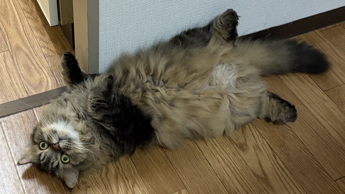 tiger_jom's tweet photo. 人が洗い物とか洗濯干したりしてるのにこれだよ！かわいいなぁもう！🐯 https://t.co/TN0SWYgMmn