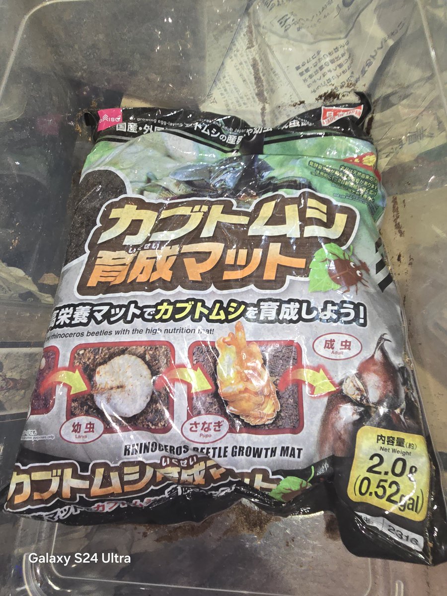 zekkei_king's tweet photo. WDミンダナオヒラタにダイソーマットで挑む！
ミンダナオ 2026/07/25セット
アサヒナA  2026/07/25セット https://t.co/2DBHhRZxLZ