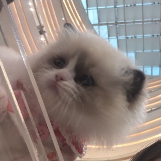 apotatoo0's tweet photo. 这只小猫太可爱了😻 https://t.co/JsYaDNUwpL