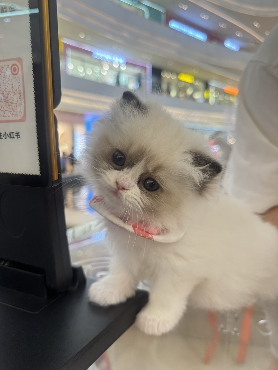 apotatoo0's tweet photo. 这只小猫太可爱了😻 https://t.co/JsYaDNUwpL