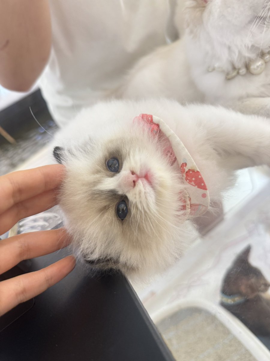 apotatoo0's tweet photo. 这只小猫太可爱了😻 https://t.co/JsYaDNUwpL