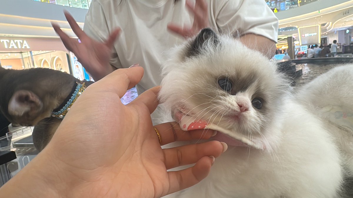 apotatoo0's tweet photo. 这只小猫太可爱了😻 https://t.co/JsYaDNUwpL