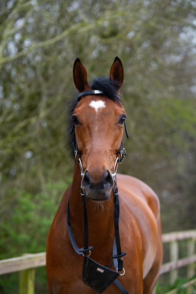 FOBRacing's tweet photo. A Tripoli Flyer update;
Many of you saw that he was pulled up in the 2.05pm @NewcastleRaces
He’s sustained a tendon injury to his off fore but thankfully is fit enough to return home to Ravenswell
Thanks to @DougieCostello and the on course veterinary team https://t.co/SzWspOtFdO