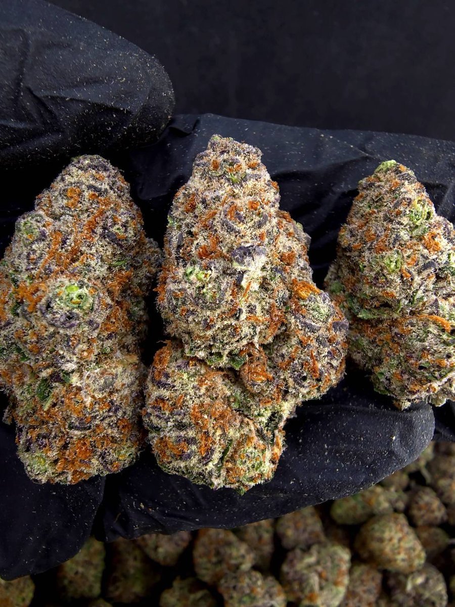 Dizc024420's tweet photo. ☃️【 💡 Indoor • GACP Extra 🪴 】🇹🇭
🥦Size Top❄️✨

🔸 Top Black Jelly 🪼💜
🔸 Indica70% 🔸THC27%

Aroma⬇️⬇️
🔺 Blueberry 🫐 Bluecheese 🧀 Fruity 🍇

💸100G = 1,899฿ , 1KG = 14,500฿💸

🛍️สนใจสินค้า @Line 
ทักแชท ตามสั่งได้เลยครับ🔻
Line ID (.) ▶️ 0924153858.

#weed #weedthailand #cannabis #og #กัญชา #กัญชาไทย #สายเขียว #กัญชารังสิต #กัญชาโอจี #กัญชากทม. #ใบทิม