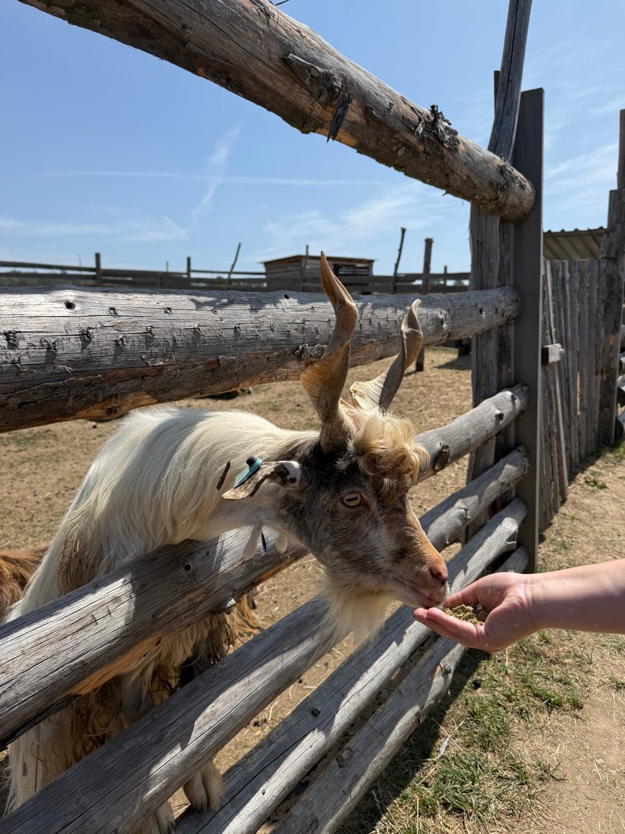 DaveKunc's tweet photo. Farmapark Dobřany 🐐🦙 https://t.co/X1quTGcRBk
