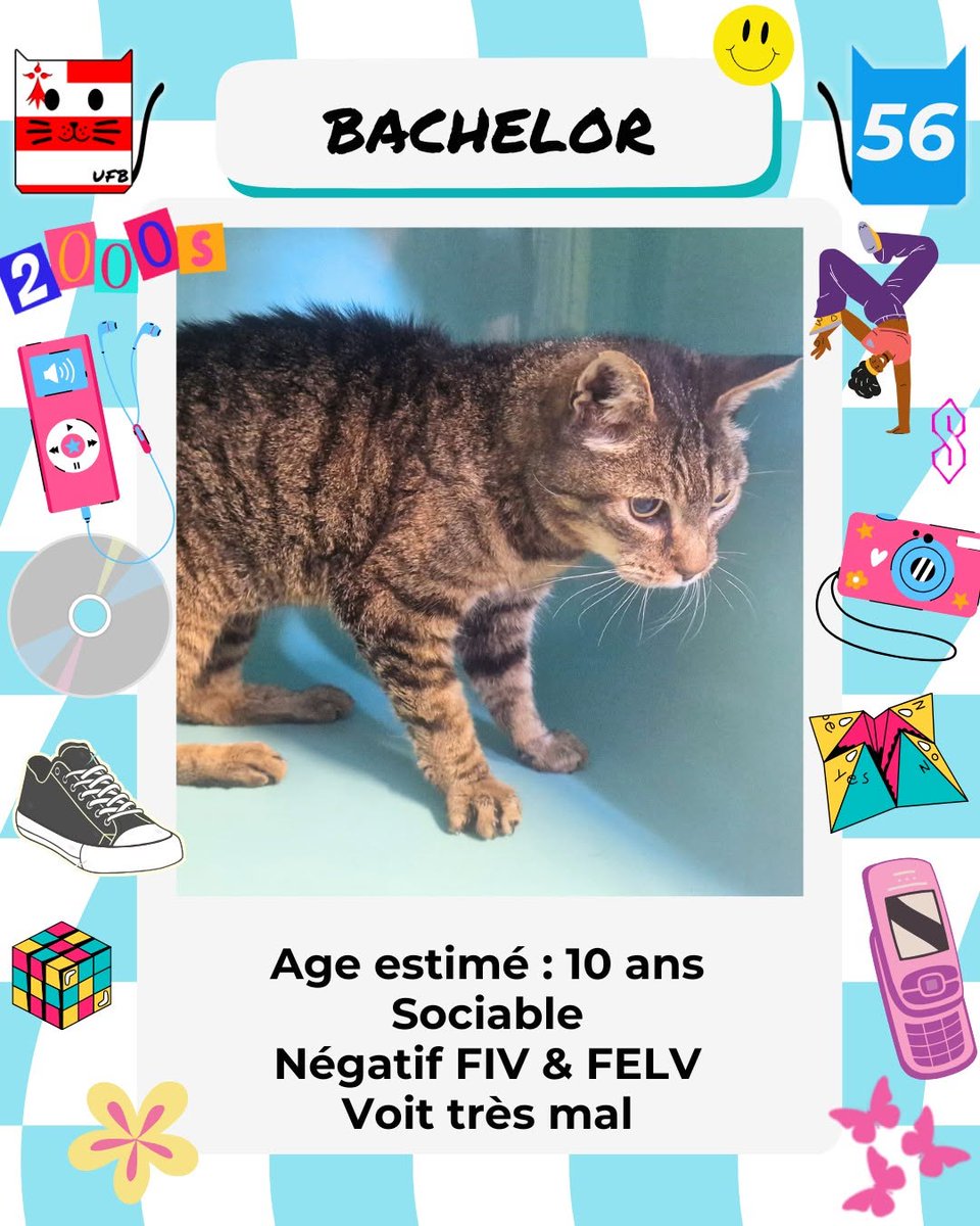 justineducern's tweet photo. En fourrière dans le département 56
Je suis à ADOPTER pour me sauver
mais avant le 31 Juillet 2026
Pour tous renseignements 
vous pouvez contacter  Urgences fourrières de Bretagne 
par ce lien bleu,  
et leur faire un message,  une bénévole vous répondra: https://t.co/slH9bNcPgQ https://t.co/gBfKKxKCiJ