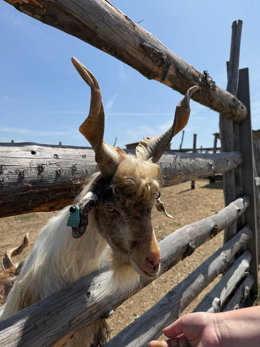 DaveKunc's tweet photo. Farmapark Dobřany 🐐🦙 https://t.co/X1quTGcRBk