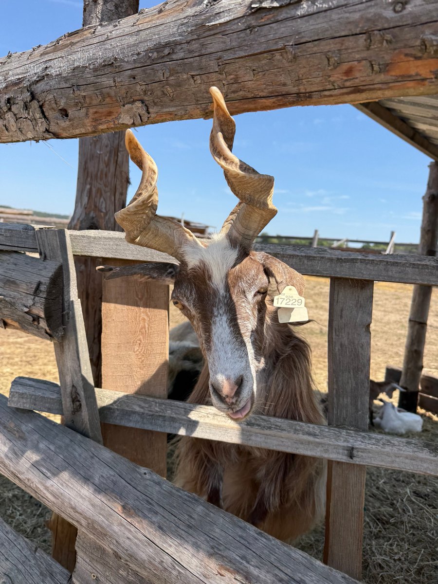 DaveKunc's tweet photo. Farmapark Dobřany 🐐🦙 https://t.co/X1quTGcRBk