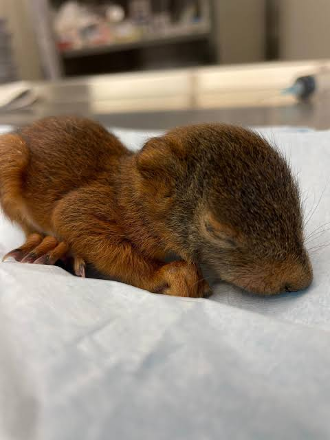 LouFrance75's tweet photo. 🚨MERCI DE FAIRE CIRCULER CET APPEL AU BÉNÉVOLAT POUR LA GIRONDE 🚨

Nous recherchons quelques personnes motivées (idéal soigneur animalier, vétérinaire) pour partir en renfort en Gironde afin d’aider les animaux, ainsi qu’une personne véhiculée qui peut faire le transport pour un départ aujourd’hui ou demain.
Les pompiers doivent pouvoir travailler sans être gênés et les arrêtés préfectoraux doivent être respectés.

🐶 Les besoins pour le moment concernent actuellement surtout les animaux domestiques. Si des animaux sauvages sont signalés dans des zones accessibles et autorisées, des interventions pourront être organisées.
Si vous pouvez y aller, entrez dans le groupe ci-dessous : 
https://t.co/Gh0QprOK5V

Les frais seront à votre charge ou à partager entre les acteurs / bénévoles, cette mission est purement bénévole pour tout le monde (nous y compris) 

Merci à tous 🙏

⚠️ Attention : cette mission est une véritable aventure de terrain 100% bénévole. Il n’y aura ni hôtel, ni confort particulier. Il faut être prêt à intervenir dans des conditions difficiles, avec de l’adaptabilité, de l’autonomie et un réel esprit d’équipe.

Vous serez encadrés par une personne et les consignes devront être respectées : 

🚫 Aucune intervention dans les forêts ou les zones sinistrées interdites pour secourir des animaux sauvages
