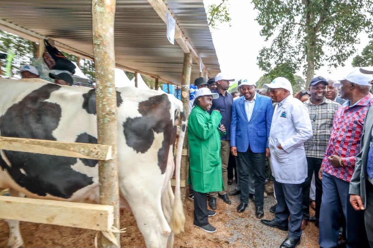 KDC_KE's tweet photo. We participated in the Meru Central Dairy Cooperative Union’s 11th Annual Dairy Farmers Field Day at the ASK Gitoro Showground in Meru County, showcasing investment opportunities and highlighting the Corporation’s role in supporting the growth and transformation of Kenya’s dairy value chain.

The event was graced by H.E. Deputy President Prof. Kithure Kindiki, accompanied by CS Hon. Mutahi Kagwe and CS Hon. Wycliffe Oparanya.

#KDC #InvestingInKenya #DairyValueChain #Agriculture #InvestmentOpportunities #SustainableDevelopment #MeruCounty @Meru_county