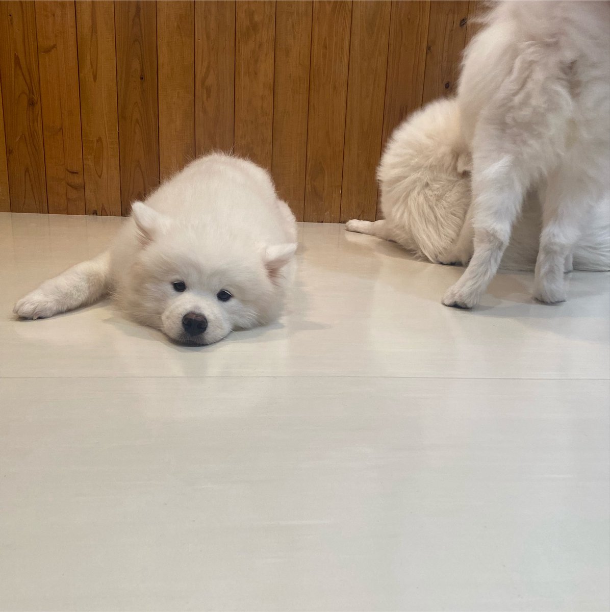 yuki_umui's tweet photo. こないだ、サモエドちゃんをもふもふしてきました��ﾁｪｷ撮ると膝の上にきてくれます♡かわいくて幸せ♡
いっぱい匂いつけて帰ったのに我が家の猫ちゃん無関心でした😐 https://t.co/kGqg3ArUIp