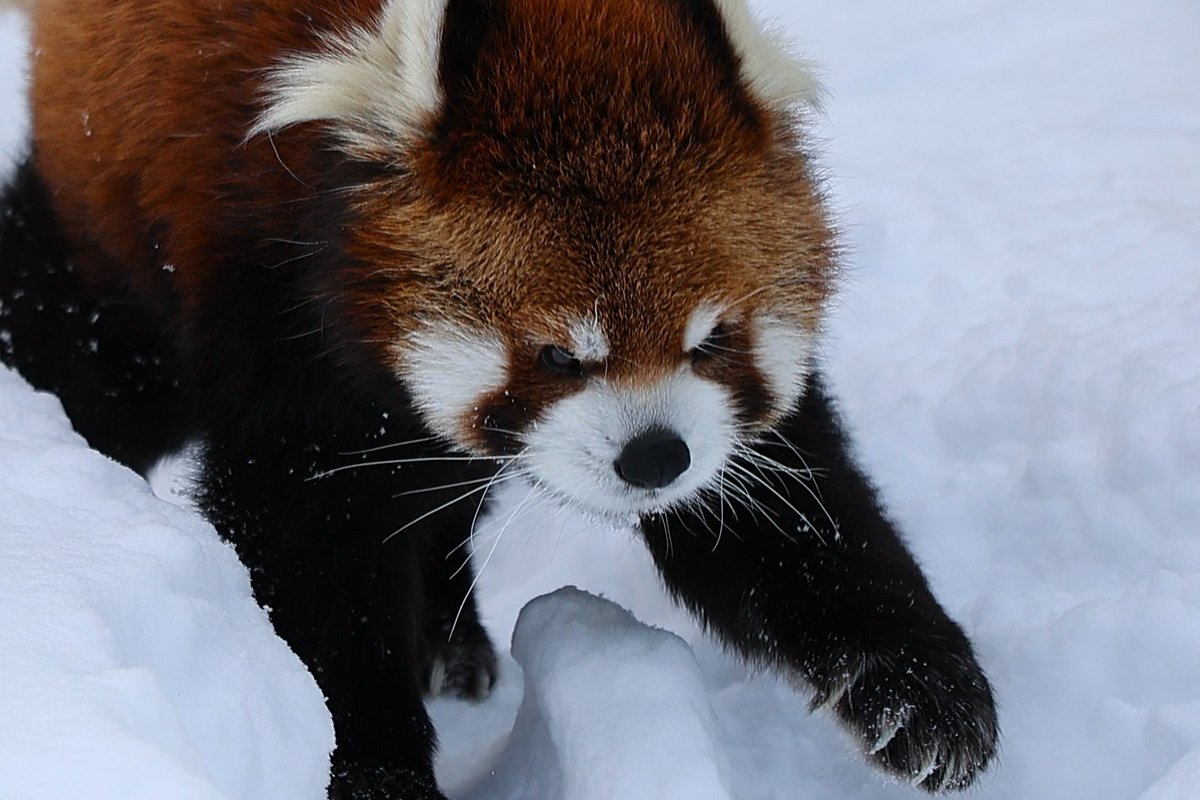 Ogw_FF11's tweet photo. エイタじいちゃん
#レッサーパンダ #円山動物園 #redpanda #zoo https://t.co/pNvv5OgpO9