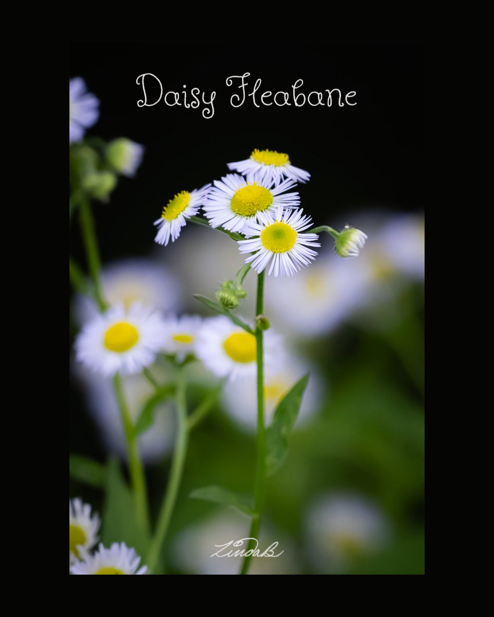 LSBofEBB's tweet photo. #TakeTime to stop and smell the flowers. Some weeks on my rides I see very few blooms and wonder where all the flowers have gone. Other weeks, I find myself making regular stops to shoot them.
#godsdesign #wildflowers #istoppedforthis #thesimplethings #photographer https://t.co/allMSbTB8o