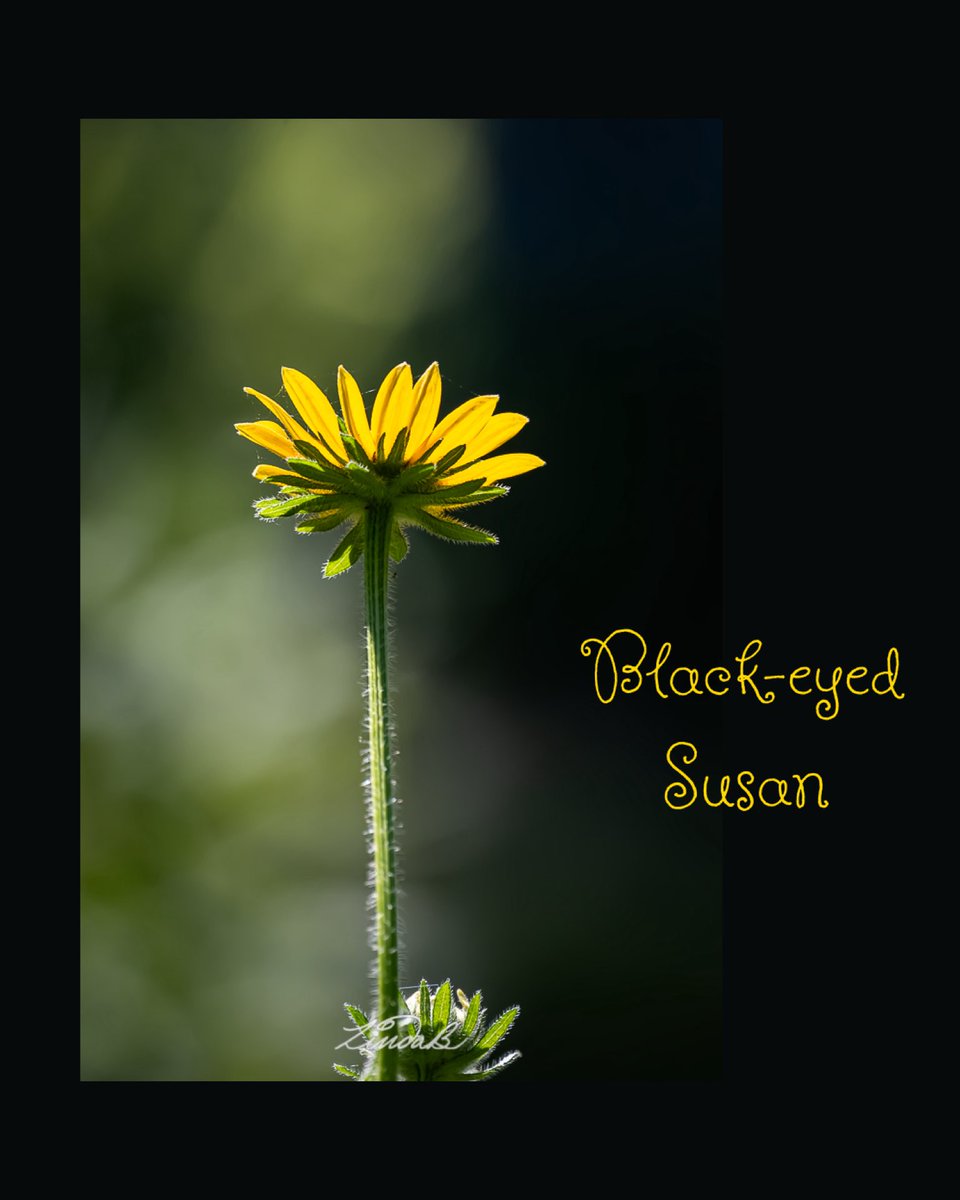 LSBofEBB's tweet photo. #TakeTime to stop and smell the flowers. Some weeks on my rides I see very few blooms and wonder where all the flowers have gone. Other weeks, I find myself making regular stops to shoot them.
#godsdesign #wildflowers #istoppedforthis #thesimplethings #photographer https://t.co/allMSbTB8o