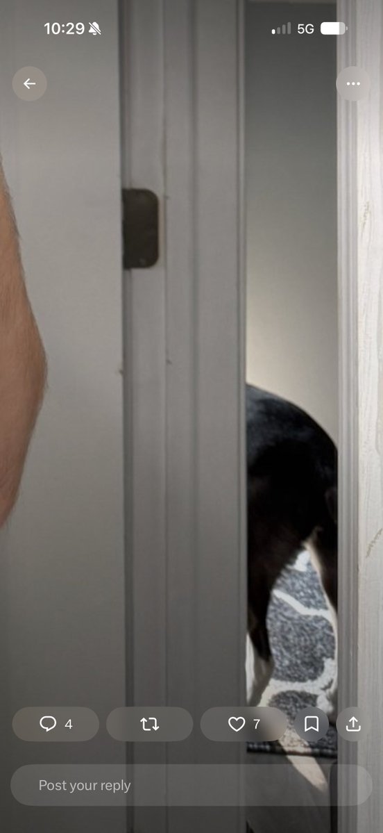 JimmithyWeav's tweet photo. I am also now noticing you can see my dogs butt. So enjoy https://t.co/KIsAbgg3eX
