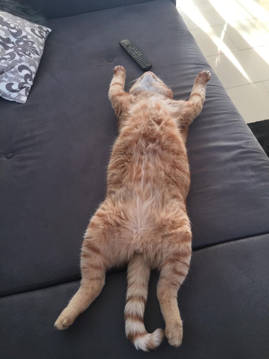LeoBennettCat's tweet photo. Happy weekend everyone! 😸 https://t.co/2DRegYkF7Y