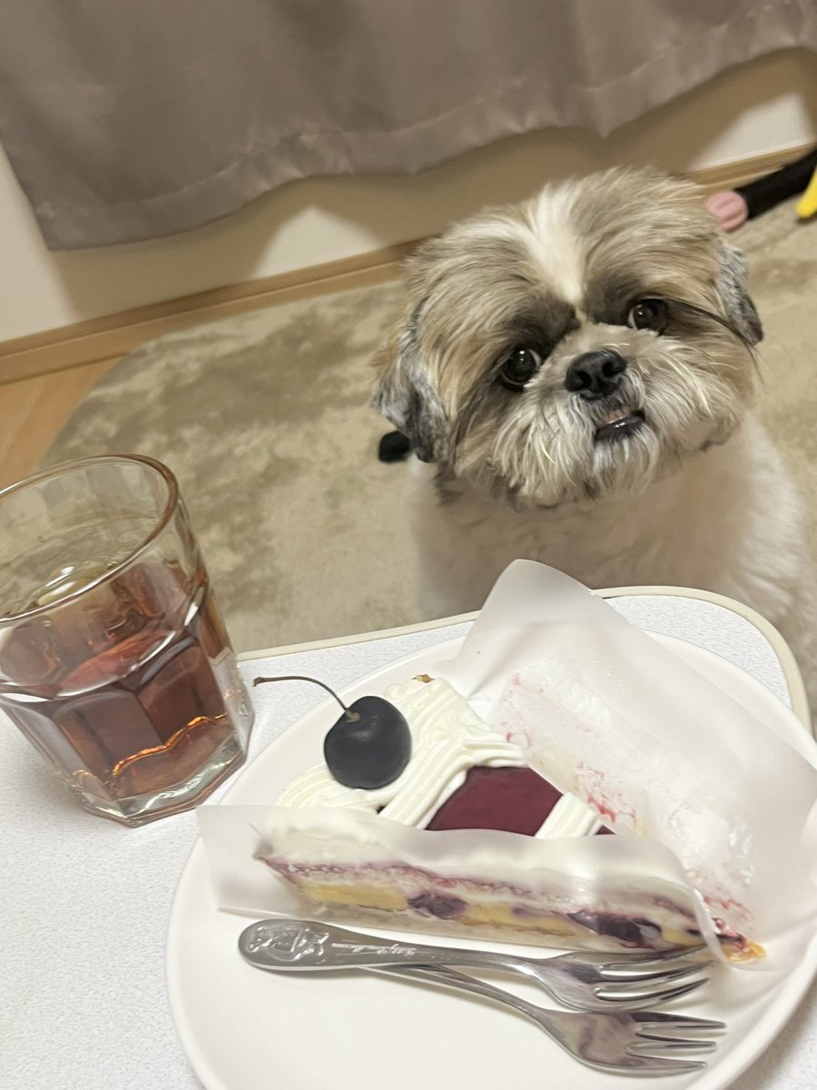 tanuki20200215's tweet photo. そ、そんな目で見るな… https://t.co/4cbYW68hQ4