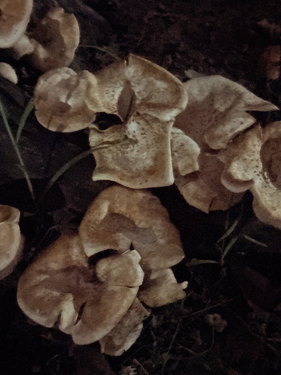かなるん🍄3 0卒 tweet media
