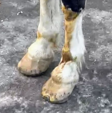TheEquinesVoice's tweet photo. THEY SAY THEY USE THE SAME FARRIERS AS @NYPDCentralPark MOUNTED??? 
See for yourself. @SpeakerMenin @NYCCouncil @nypost @NYDailyNews @NYCMayor @NYCMayorsOffice @MayorsAlliance @NYDailyNews @amNewYork @Gothamist @nyclass @ashlovesmongo @Edita_NYC @fox5ny @ABC7NY https://t.co/1H012O7dEz