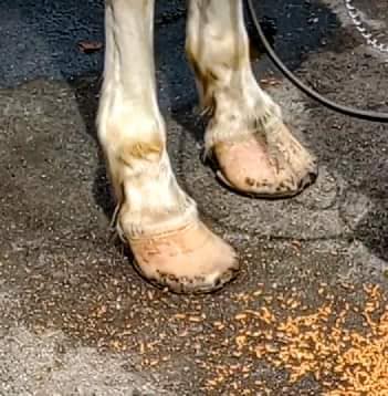 TheEquinesVoice's tweet photo. THEY SAY THEY USE THE SAME FARRIERS AS @NYPDCentralPark MOUNTED??? 
See for yourself. @SpeakerMenin @NYCCouncil @nypost @NYDailyNews @NYCMayor @NYCMayorsOffice @MayorsAlliance @NYDailyNews @amNewYork @Gothamist @nyclass @ashlovesmongo @Edita_NYC @fox5ny @ABC7NY https://t.co/1H012O7dEz