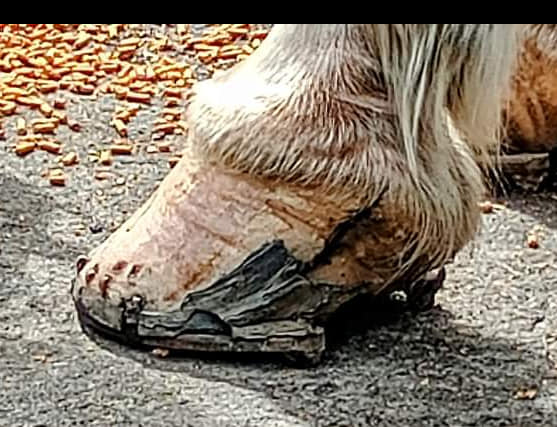 TheEquinesVoice's tweet photo. THEY SAY THEY USE THE SAME FARRIERS AS @NYPDCentralPark MOUNTED??? 
See for yourself. @SpeakerMenin @NYCCouncil @nypost @NYDailyNews @NYCMayor @NYCMayorsOffice @MayorsAlliance @NYDailyNews @amNewYork @Gothamist @nyclass @ashlovesmongo @Edita_NYC @fox5ny @ABC7NY https://t.co/1H012O7dEz