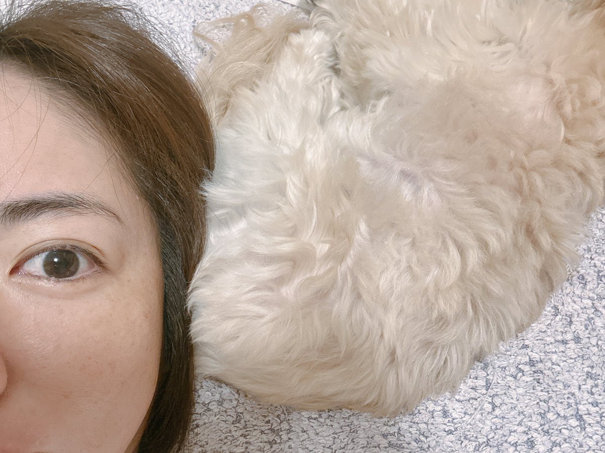 sayaka23isoyama's tweet photo. 枕の争奪戦いまのところ負けております。
電気を消しに立った瞬間、この写真からさらに足を伸ばし8割取られました。 https://t.co/DVZT5ucrEt