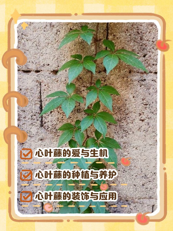 MarakJun's tweet photo. Houseplant care tip: Let the top 2 inches of soil dry out before watering your pothos—this prevents root rot u0026 keeps your trailing beauty thriving! https://t.co/s8THuplO2K