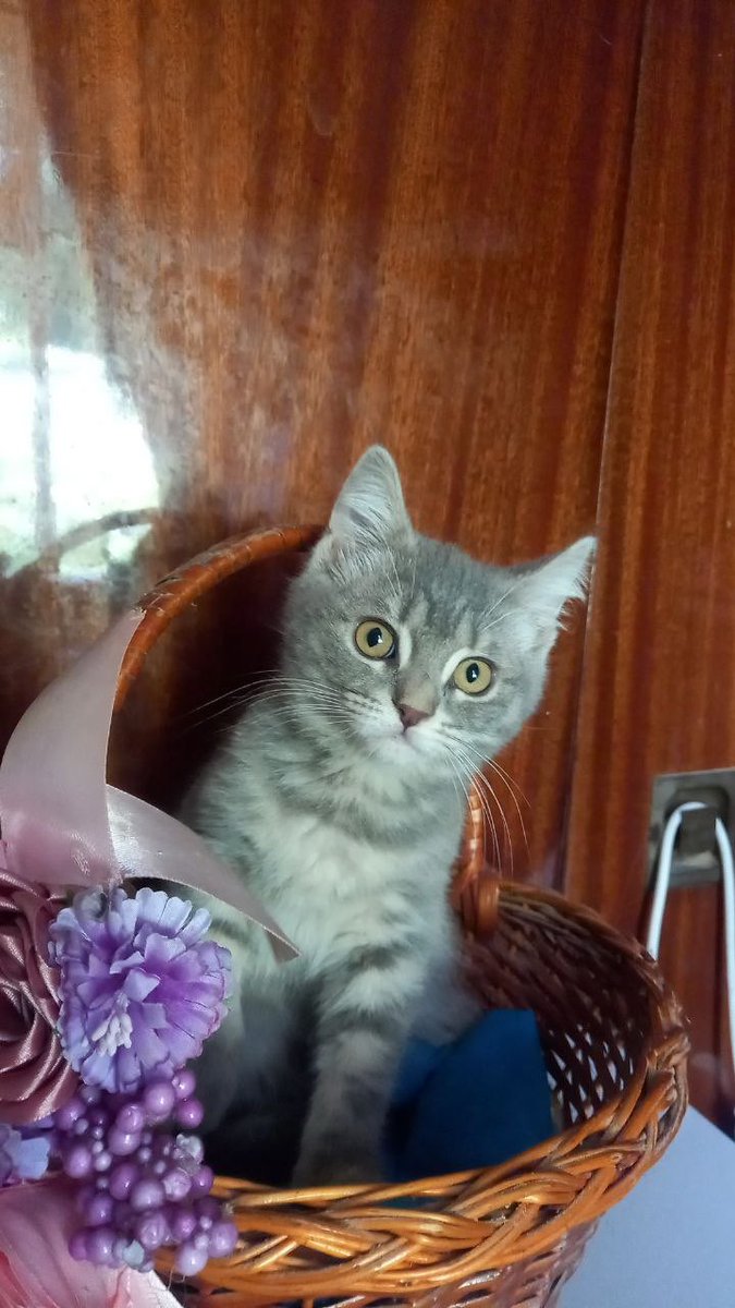 Avonato's tweet photo. Попросили тітку Таню пофоткати котеня для прилаштування. Як думаєте, в киці буде шанс знайти родину?😭 https://t.co/DFKh2qatRe