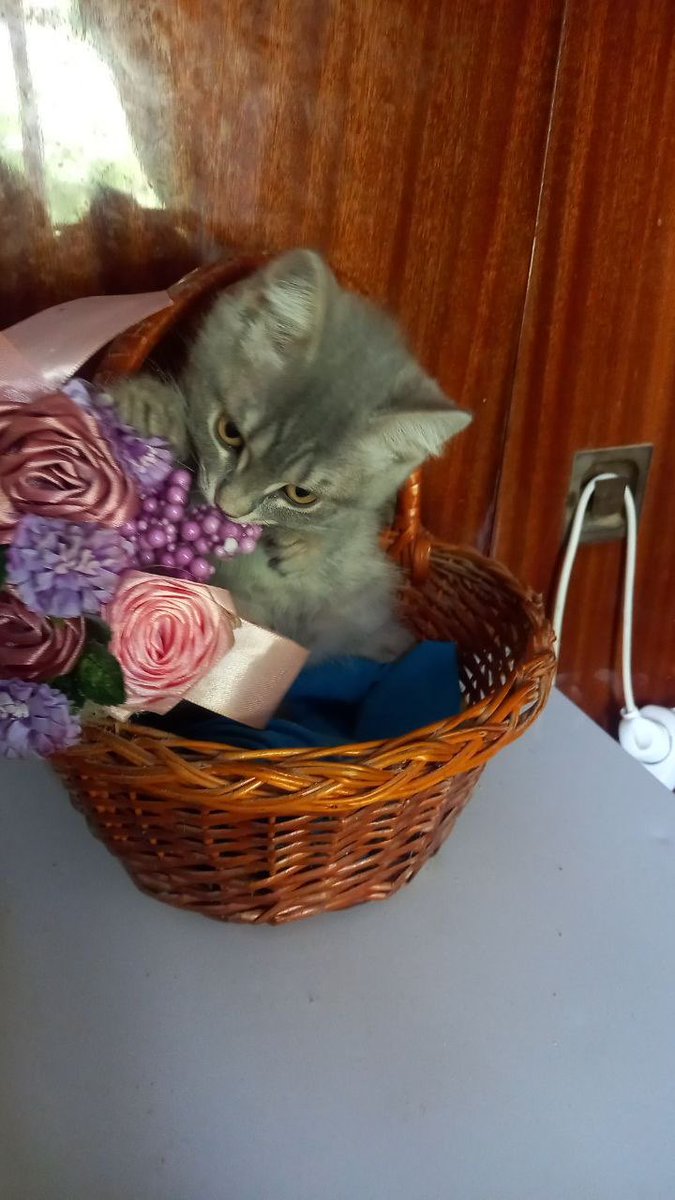 Avonato's tweet photo. Попросили тітку Таню пофоткати котеня для прилаштування. Як думаєте, в киці буде шанс знайти родину?😭 https://t.co/DFKh2qatRe